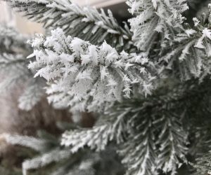 frost-2696027_1280