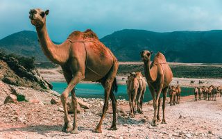 OMAN